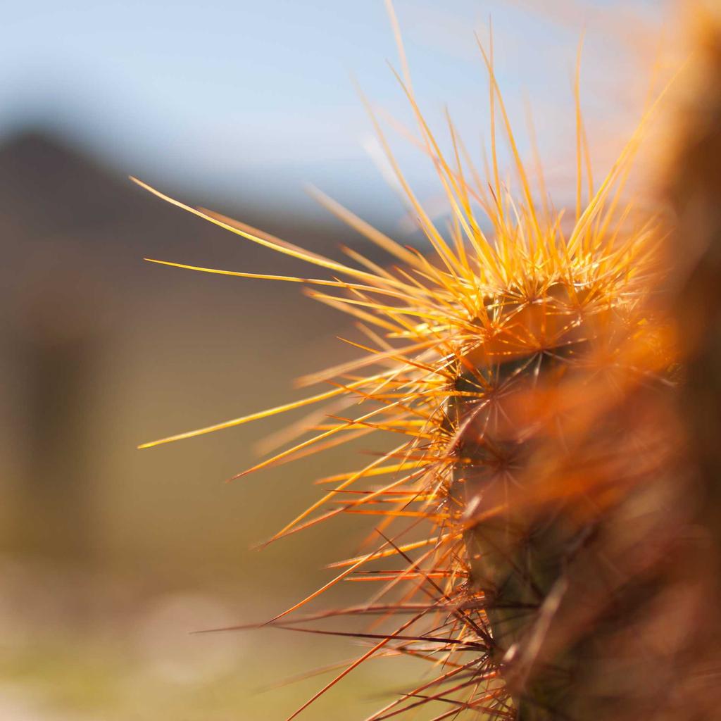 Mouse - professional stock photography