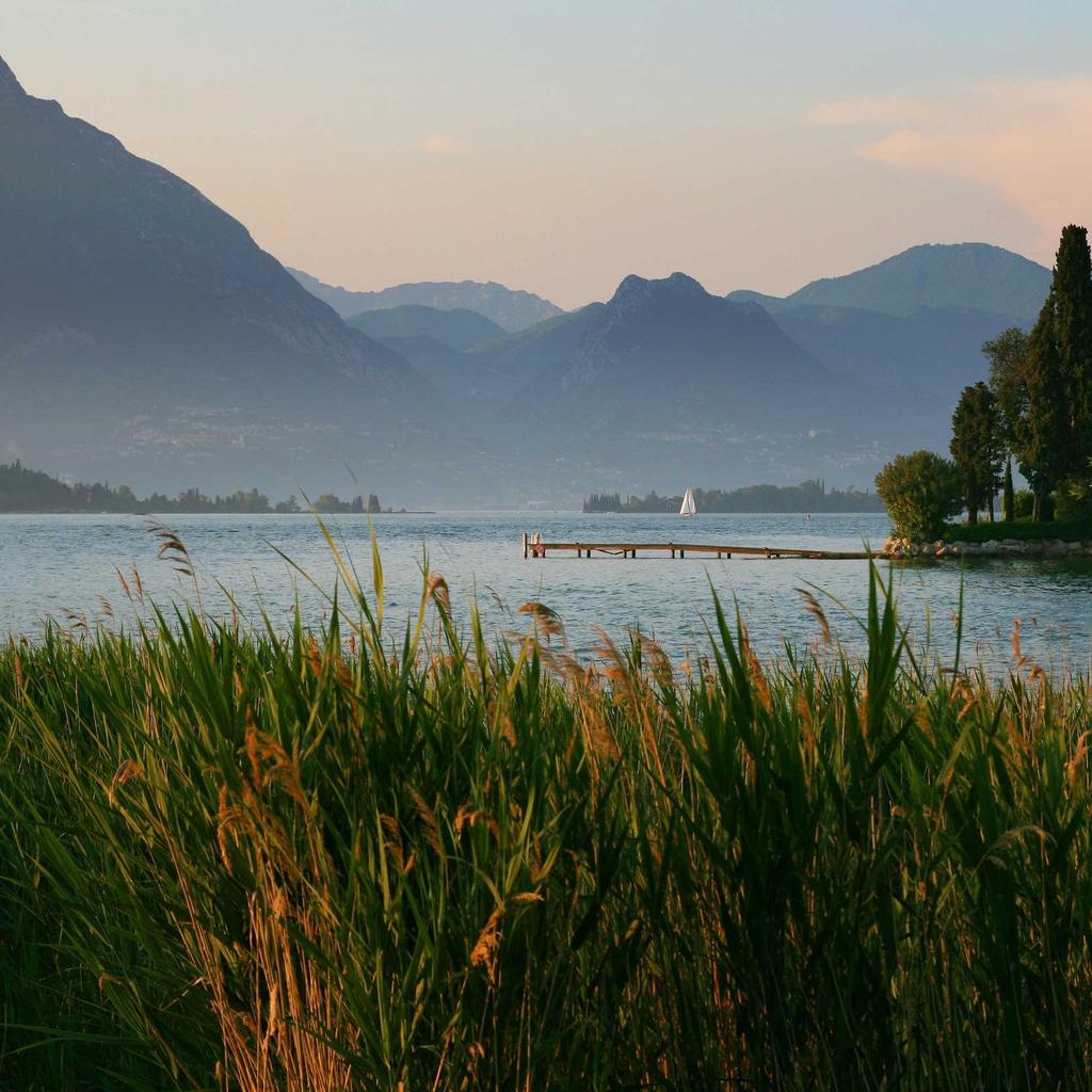 Mouse - professional stock photography