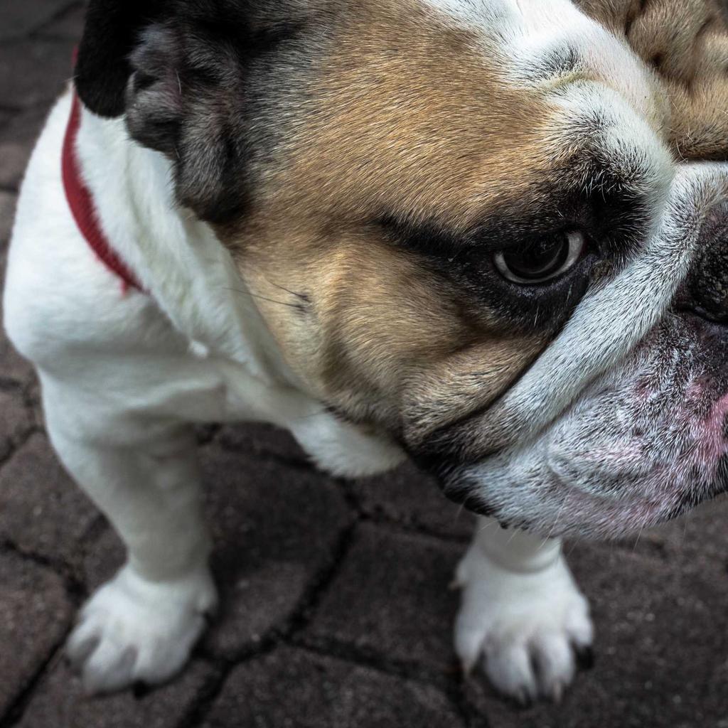 Mouse - professional stock photography