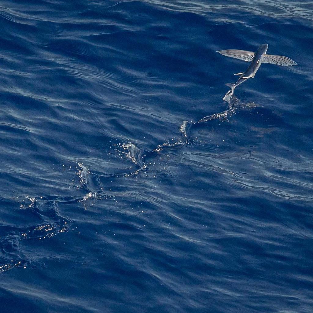 Webcam - professional stock photography